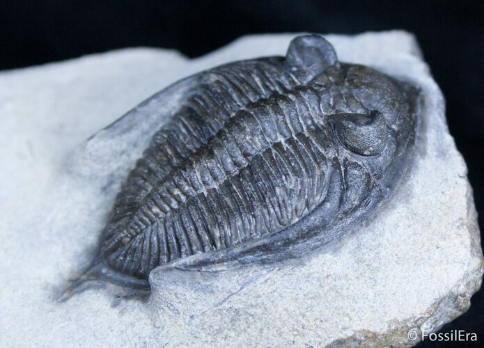 Inch Zlichovaspis (Odontochile) Trilobite #2352